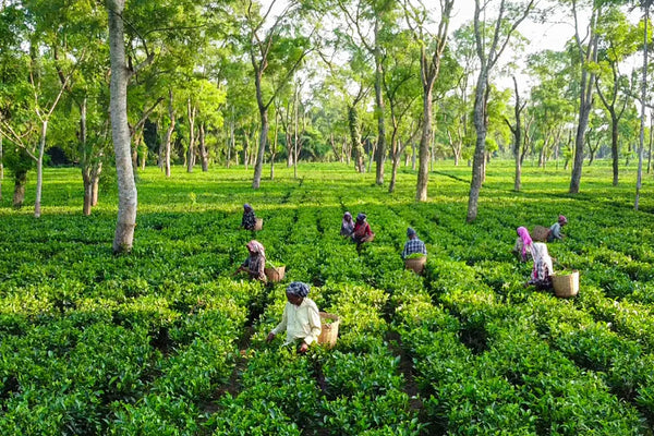 Organic Garden