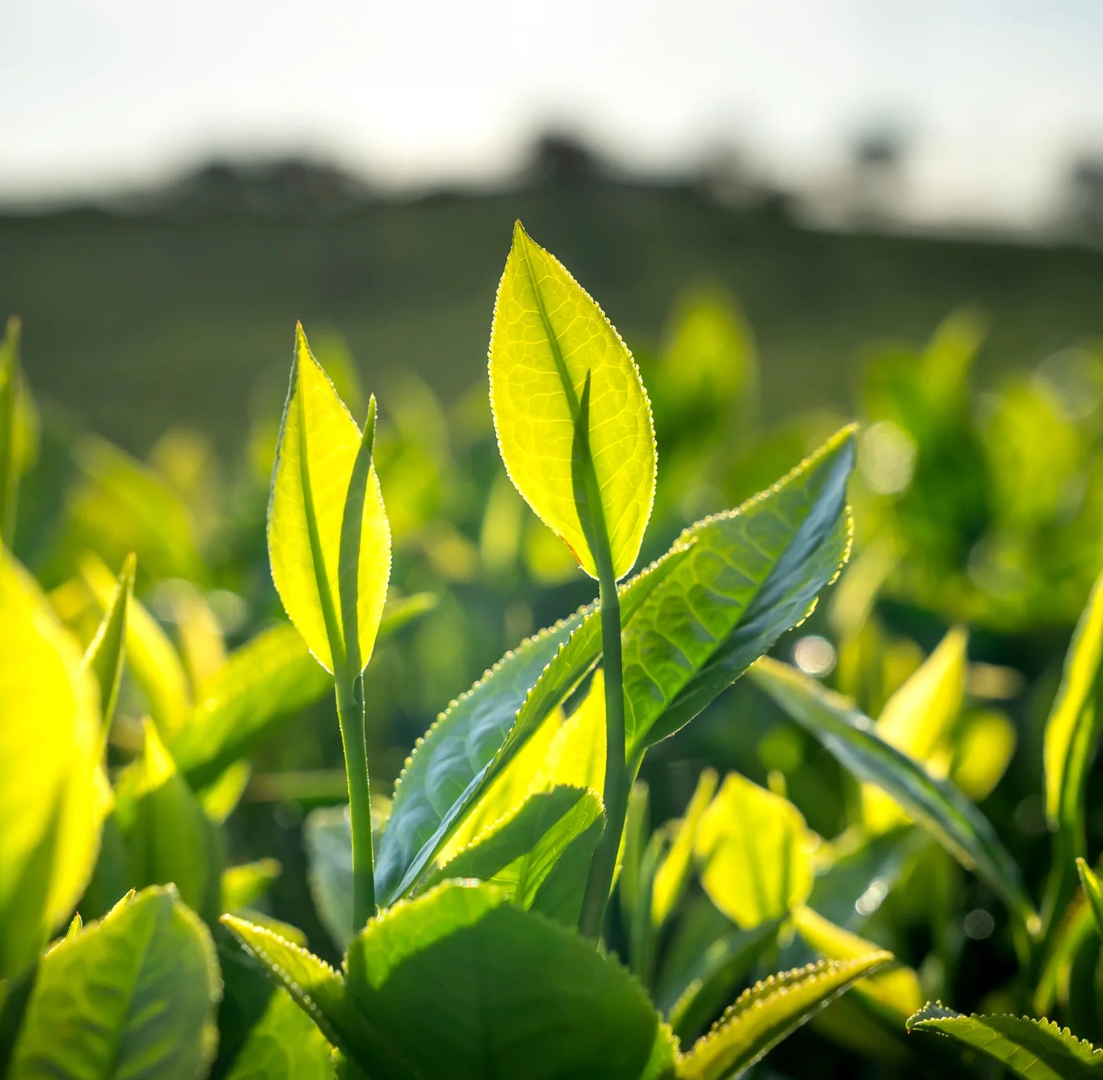 Samima Tea About – Samiran Tea