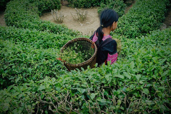 Tea Pluckers